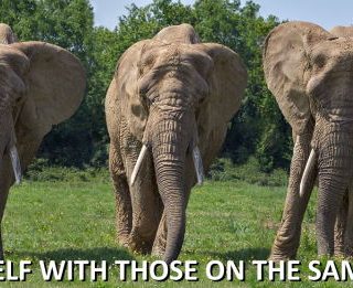 No Fear Preps elephants